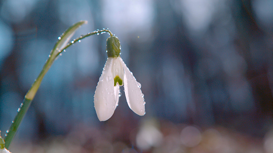 CLOSE UP, DOF: A dewy gentle white snowbell flower sways gently in the after rain sunlight coming through the trees. After the springtime rain the budding flower is looking crisp and refreshed.