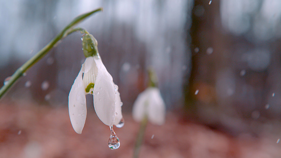 CLOSE UP, DOF: A delicate white snowbell flower, covered in falling rain droplets. The flower sways slowly in the movement of the heavy raindrops. Droplets collect on the gentle pristine white petals.