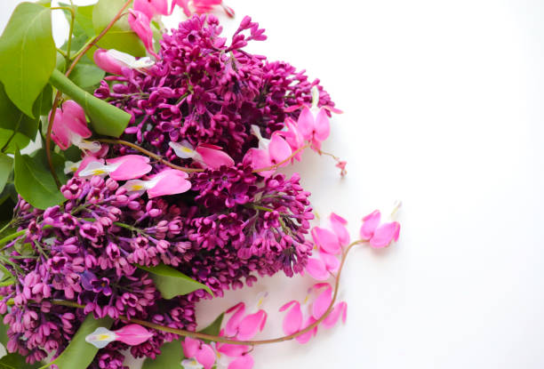 spring greeting card design. bouquet of lilacs and space for text