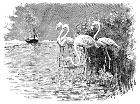 Greater Flamingos (phoenicopterus roseus) along the Suez Canal in Egypt. Vintage etching circa 19th century.