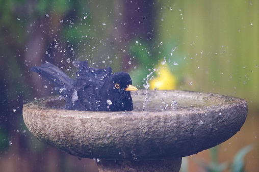 Blackbird splashing in a garden bird bath