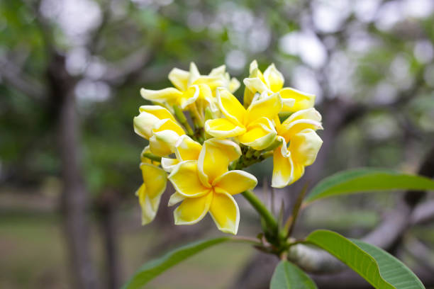 Plumeria or frangipani flower. Tropical tree