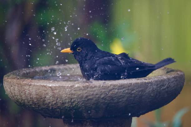 istock Blackbird splashing in a garden bird bath 2079167664