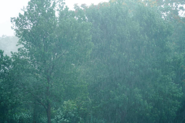heavy rain and tree in the storm