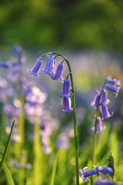 istock English Bluebell (Hyacinthoides non-scripta) 2079176223
