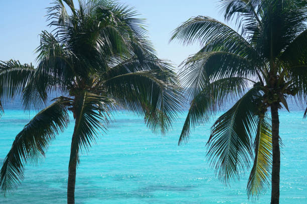 coconut tree in front of colorful blue Caribbean Sea