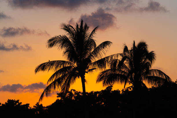 istock tropical landscape of coconut trees silhouette during sunset 2079178878