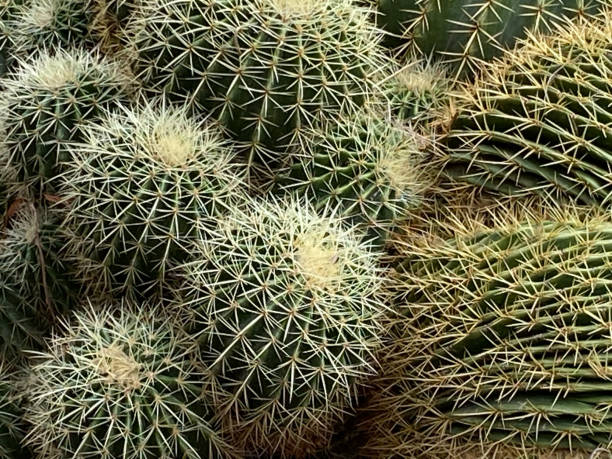 istock Green cactus balls. Natural background. 2079181054