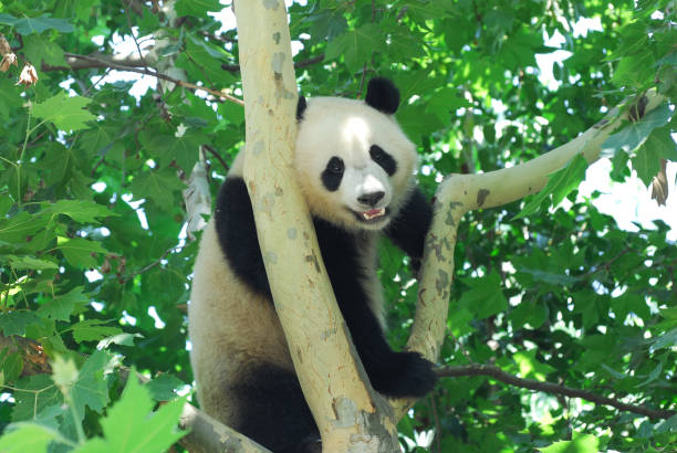 istock young panda climbing up and playing on the tree 2079181630