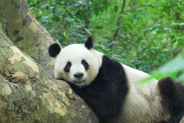istock young panda climbing up and playing on the tree 2079182156