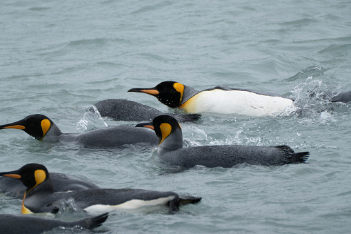 Group of king penguins, Aptenodytes patagonicus, swimming in Fortuna Bay, South Georgia, Sub-Antarctic Islands with one individual showing white chest.