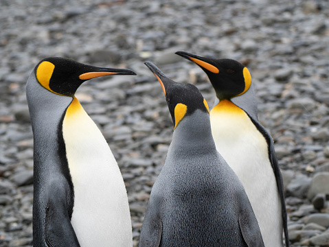 Group of three king penguins, Aptenodytes patagonicus, on the rocky shore of Fortuna Bay, South Georgia, Sub-Antarctic Islands