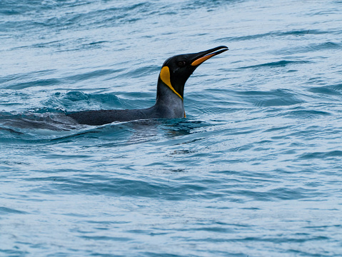 Single king penguin, Aptenodytes patagonicus, swimming in Fortuna Bay, South Georgia, Sub-Antarctic Islands