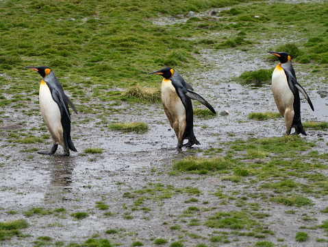 A group of three king penguin, Aptenodytes patagonicus, walking single file through the mud in Fortuna Bay, South Georgia, Sub-Antarctic Islands