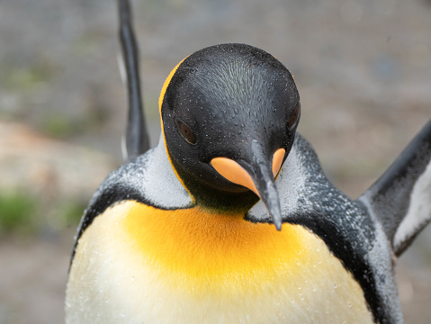 Tight shot of king penguin, Aptenodytes patagonicus, in Fortuna Bay, South Georgia, Sub-Antarctic Islands showing water droplets on feathers.