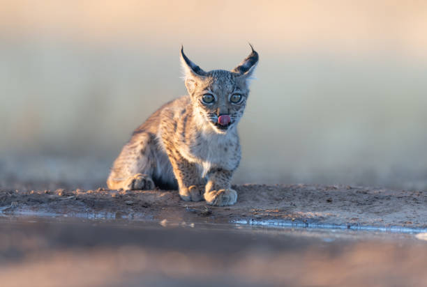 Portrait of Iberian lynx cub