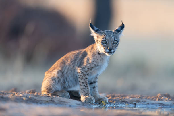 istock Portrait of Iberian lynx cub 2079189665