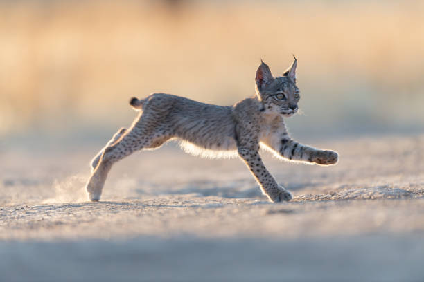 istock Portrait of Iberian lynx cub 2079189667
