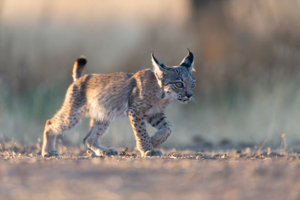 istock Portrait of Iberian lynx cub 2079189669