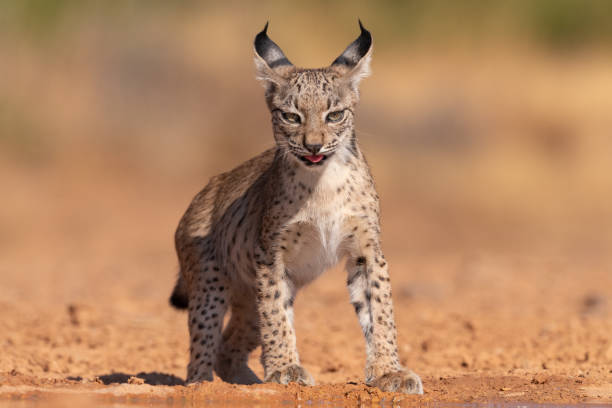istock Portrait of Iberian lynx cub 2079189672