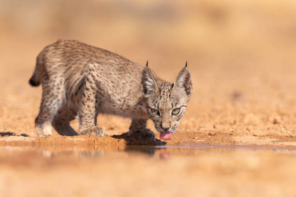 istock Portrait of Iberian lynx cub 2079189674