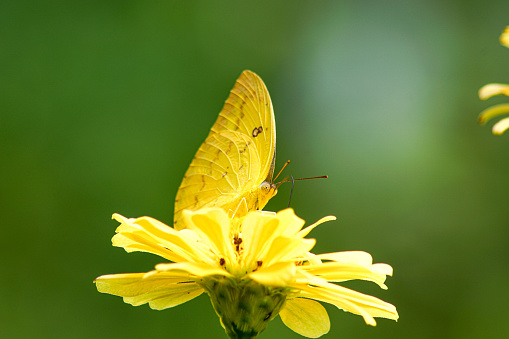 Close-up view of a butterfly on a yellow zinnia flower