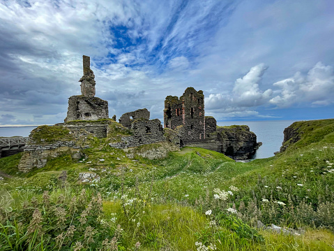 White blooming flowers around clifftop stone ruins of ancient Castle Sinclair Girnigoe. Picturesque and well preserved remains of a historic fortress at dramatic coastline of Scotland on a cloudy day.