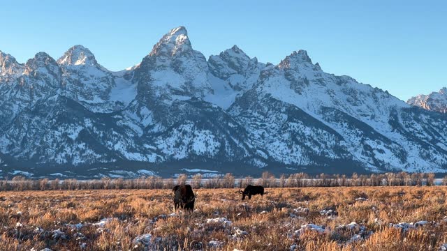 Moose grazing beneath the Grand Tetons