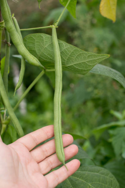 istock a growing string bean on a branch in the garden. Gardening 2079201692