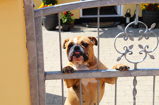 dog in the yard of a house with a metal gate