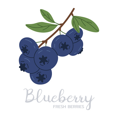 Blueberry branch. Hand drawn ripe blue berries, forest or garden blueberries flat vector illustration. Edible berries with caption