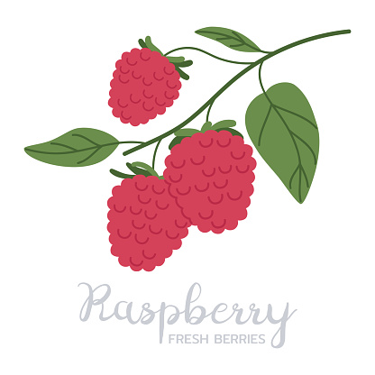 Hand drawn raspberries. Ripe fresh berries branch, forest or garden raspberry flat vector illustration. Delicious edible berries with caption