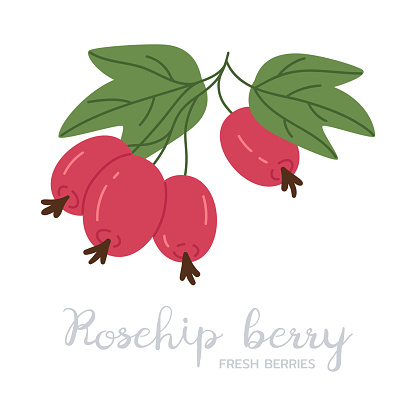 Rosehip berries branch. Edible ripe rosehip berry on twig, forest dog-rose berries flat vector illustration. Hand drawn red berries with caption