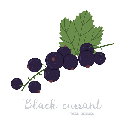 Black currants berries branch. Ripe black currant berry on twig, garden or forest blackcurrants with caption flat vector illustration. Hand drawn black currants on white
