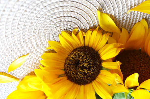 macro photo of sunflower