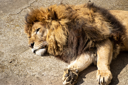 Close-up of a lion lying down resting