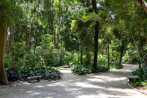 Trianon Park on Av. Paulista in São Paulo, SP, Brazil. Main avenue of the city.