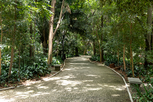 Trianon Park on Av. Paulista in São Paulo, SP, Brazil. Main avenue of the city.
