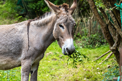 Portrait of a donkey eating grass in the field.