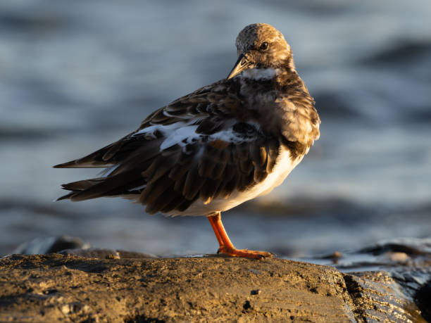 istock Portrait of Turnstone (Arenaria interpres) in its environment 2079217950