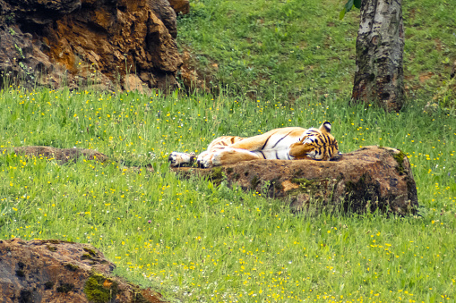 Image of a tiger lying on a rock resting.