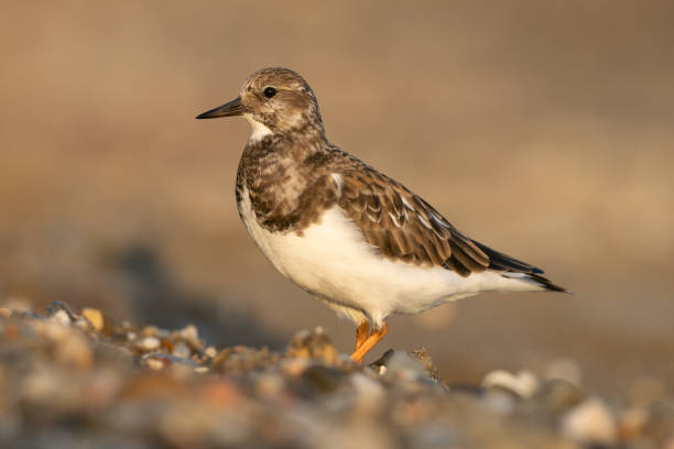 istock Portrait of Turnstone (Arenaria interpres) in its environment 2079218876