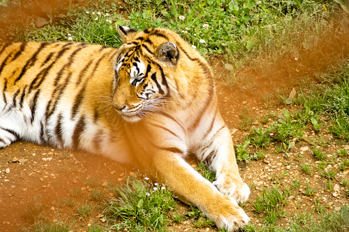 Sumatran tiger standing on a rock while watching the surroundings