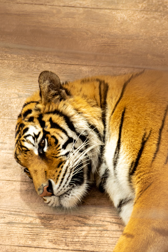 Vertical close up of a tiger sleeping and resting