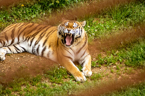 portrait of a roaring or yawning tiger