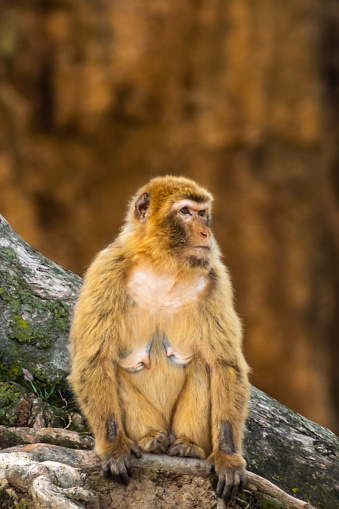 Vertical portrait of a monkey sitting on the roots of a tree looking around