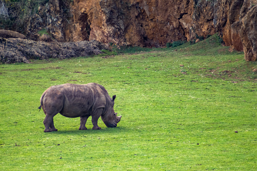 Rhinoceros in Cabarceno Nature Park, Cantabria, Spain. Rhinoceros grazing in the grass