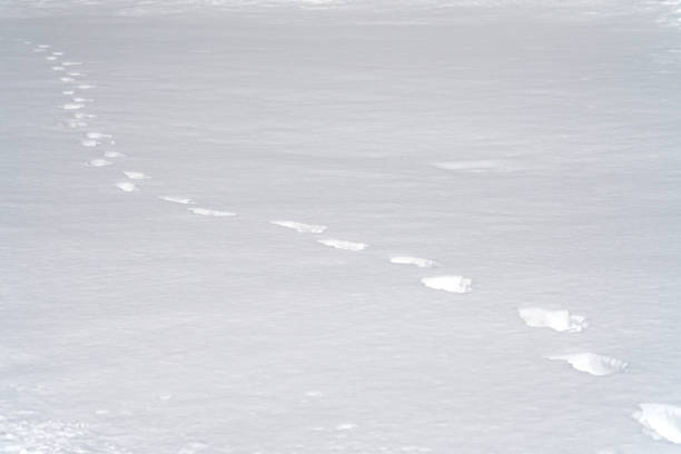 footprint in snow as nature background
