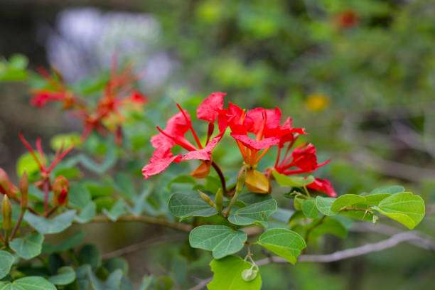 Red bauhinia flower or Red orchid tree