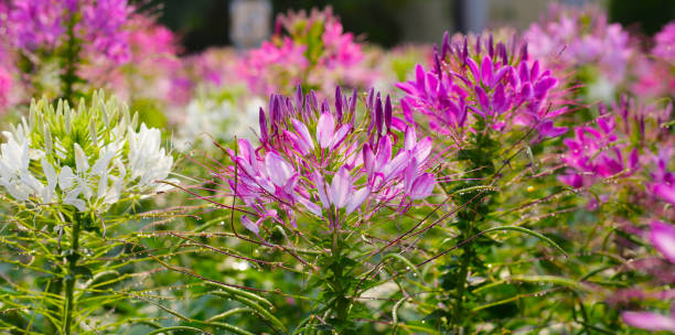istock Cleome spinosa flower in the park 2079246941